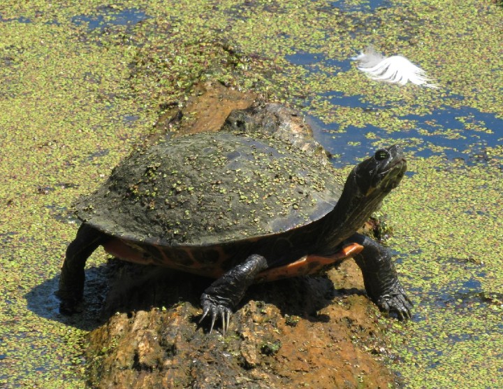 Redbelly Turtle